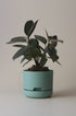 Mr Kitly x Decor selfwatering pots - Cabinet Green - Plantsmith | Indoor Plants Melbourne